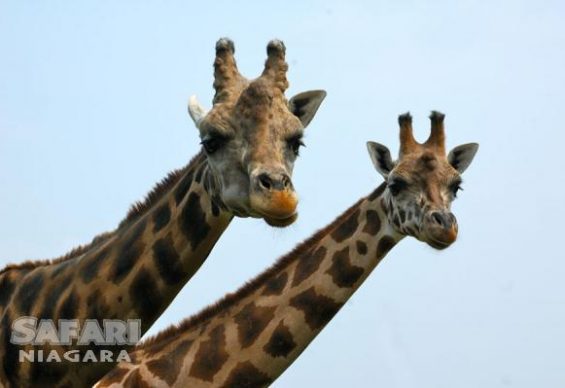 Giraffes at Safari Niagara, Stevensville Ontario