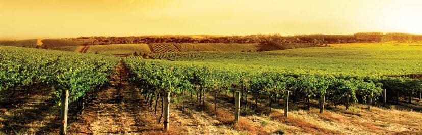 Niagara Region Wineries