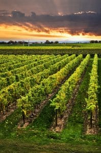 Vineyards in Niagara Region