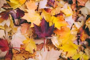 Autumn in Niagara