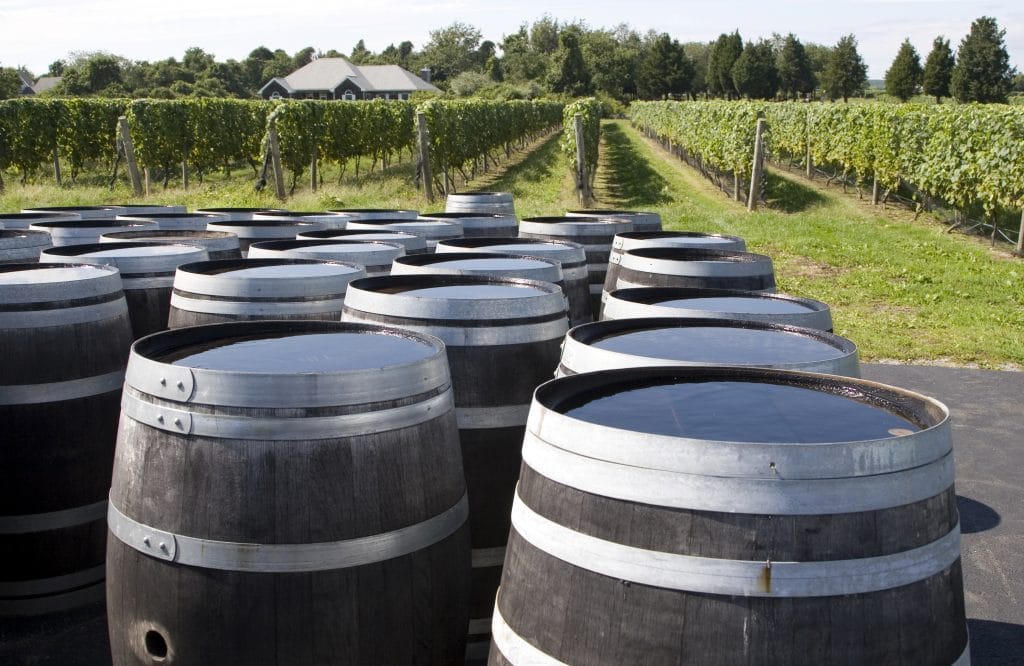 Vineyard and barrels