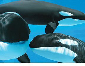 Marineland Niagara Falls Canada