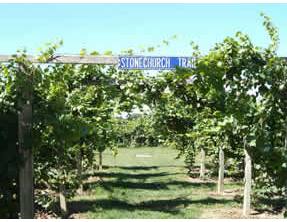 Niagara Winery - Stonechurch