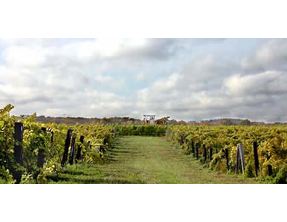 Niagara Winery - Daniel Lenko Wines