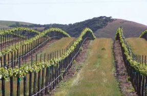 King's Court Estate Winery Niagara Falls